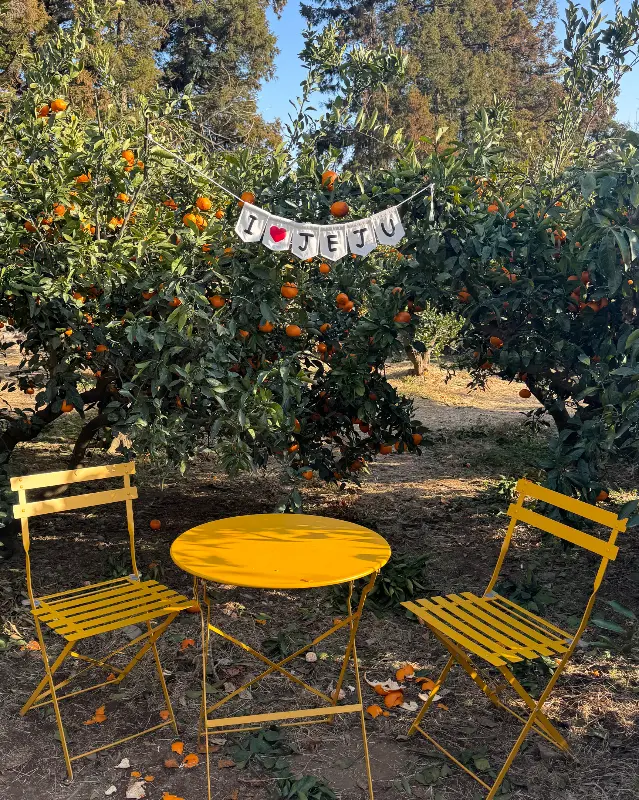 감귤밭에 마련된 포토존
