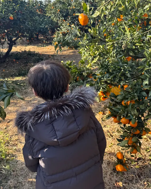 감귤밭에서 귤을 따는 아이