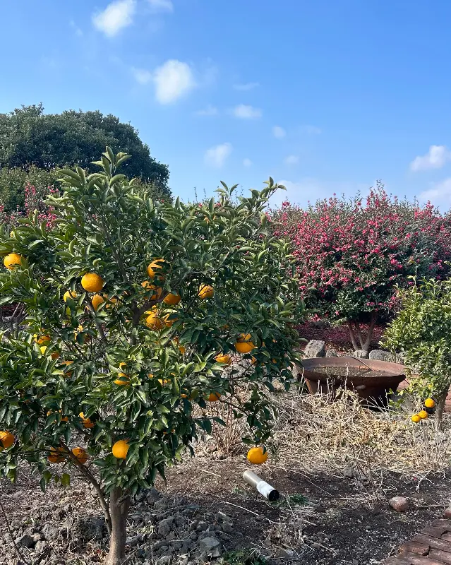 귤나무 정원
