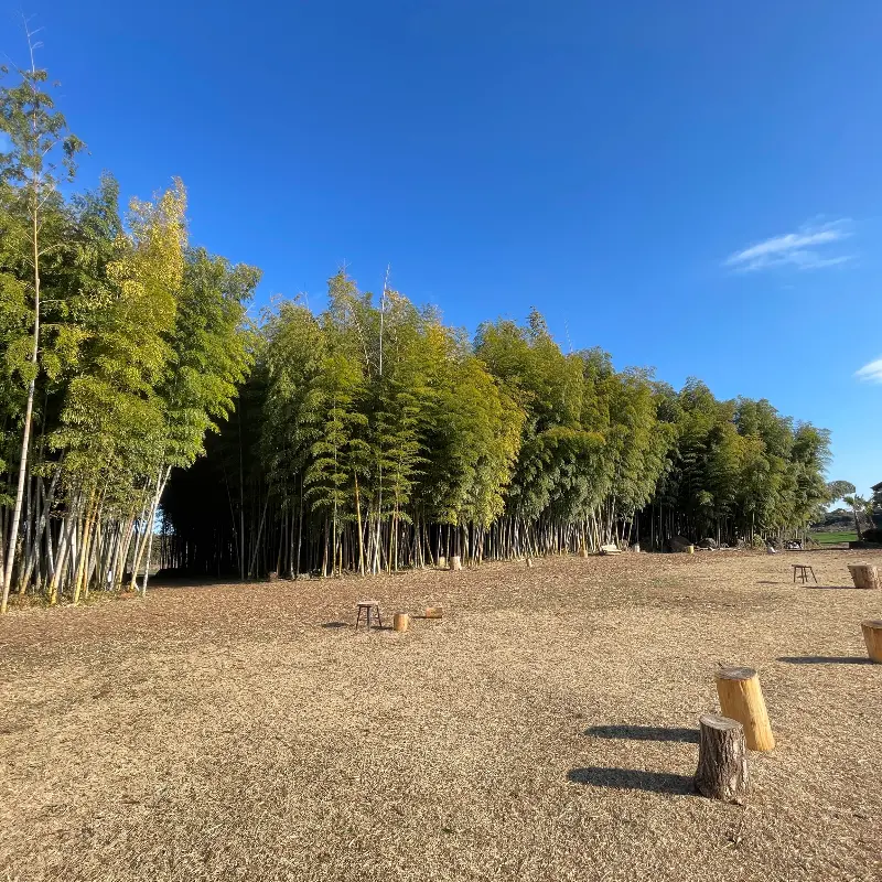 대한목장 대나무숲