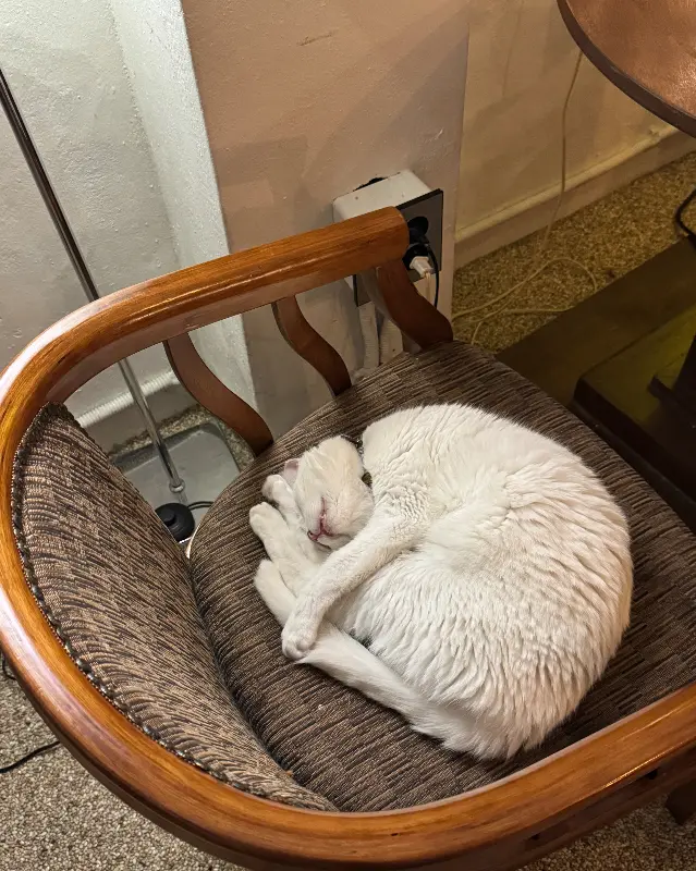 의자에 웅크리고 잠든 하얀 고양이