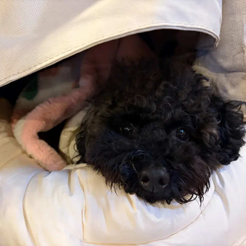 애견 동반 가능한 골목집