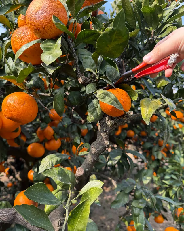 가위로 감귤을 수확하는 모습