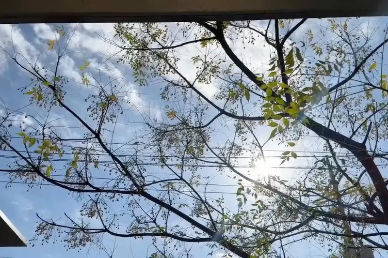 창밖으로 보이는 나무