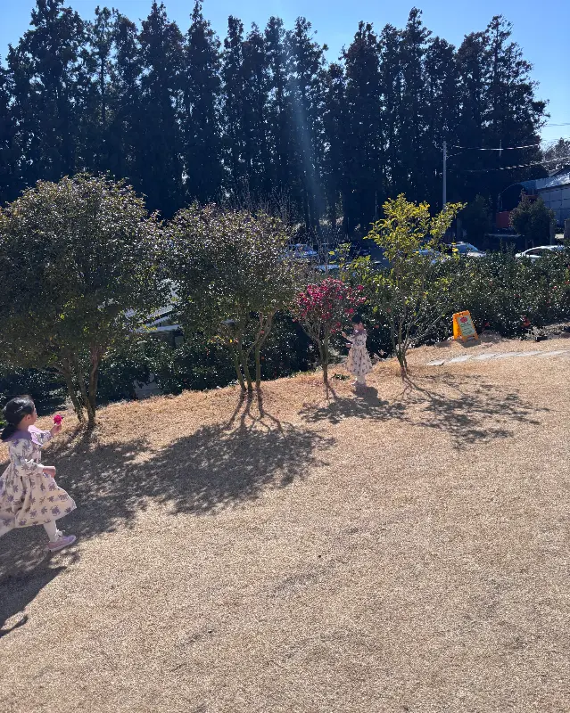 감귤밭에서 뛰어노는 아이들의 모습