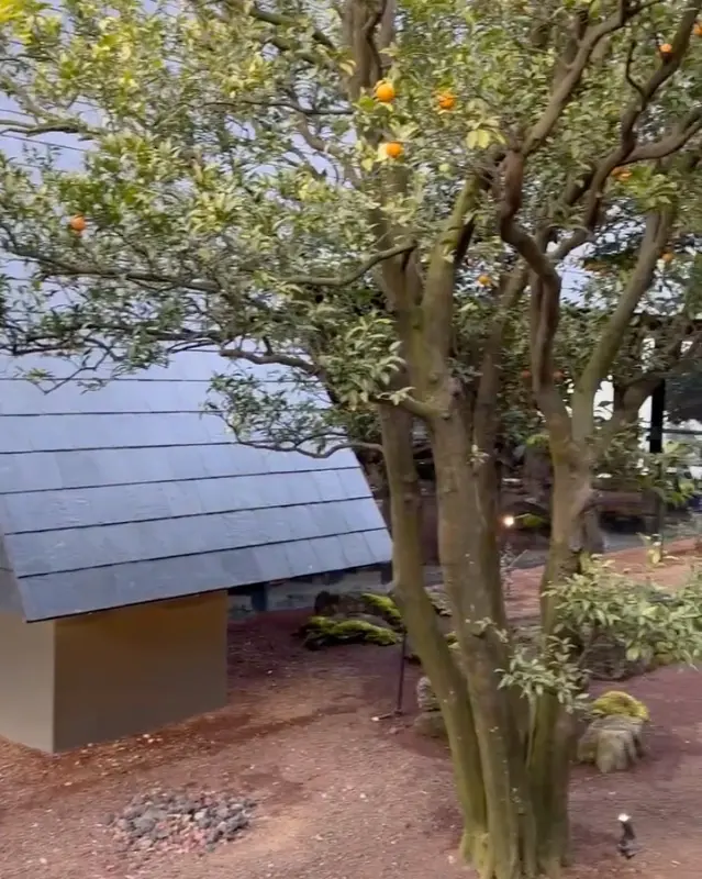 정원의 귤 나무