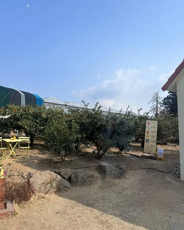 감귤밭에 마련된 야외 테이블