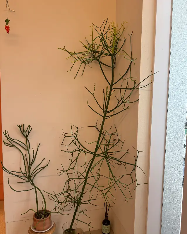 카페 내부 조명