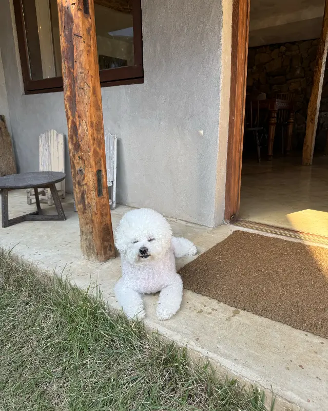 카페 마스코트 강아지