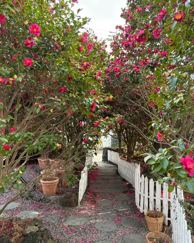동백꽃으로 둘러싸인 길