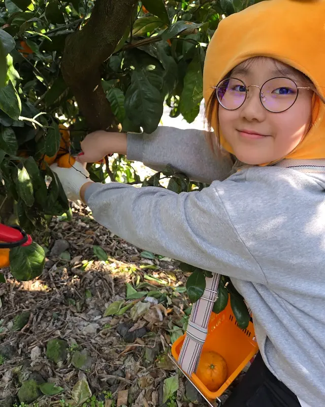 귤 따기 체험