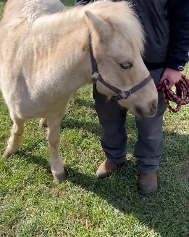 사랑스러운 눈빛으로 쳐다보는 하얀 포니의 모습