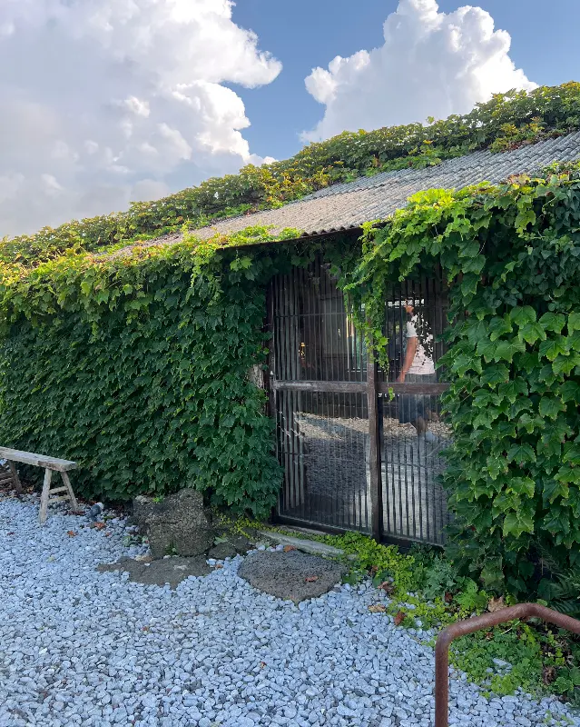 카페 입구, 덩굴이 무성하게 자라 자연 속에 파묻힌 듯한 느낌을 준다.