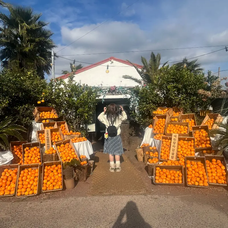 어린왕자 감귤밭 입구에 쌓여 있는 감귤 상자들