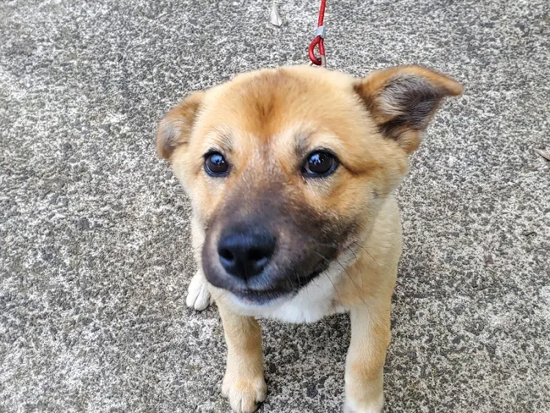 귀여운 강아지 황금이