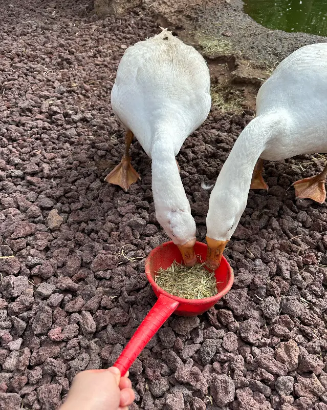 양에게 먹이를 주는 모습