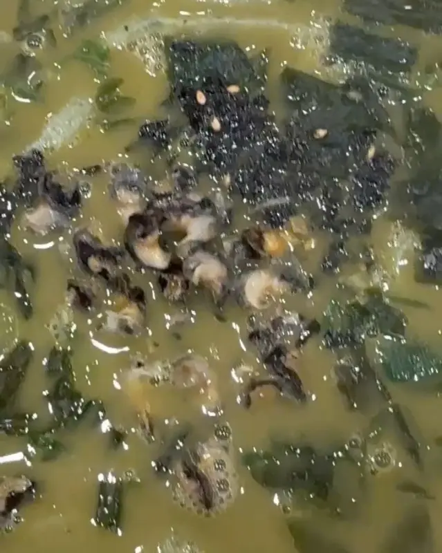 숟가락 위에 올려진 보말