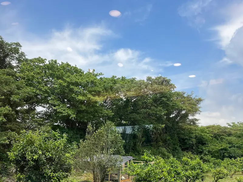 창밖으로 보이는 감귤밭 풍경