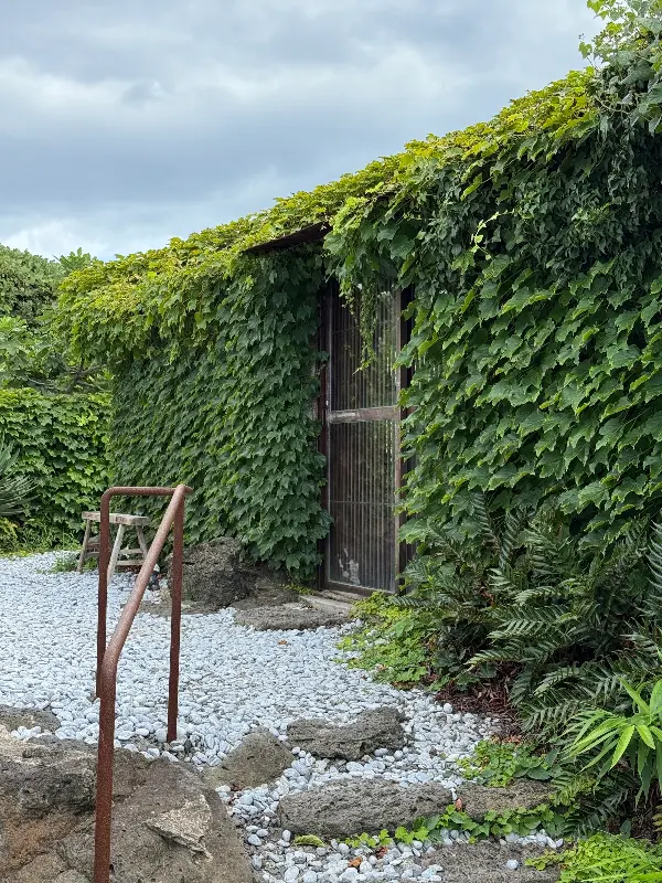 담쟁이 덩쿨로 뒤덮인 함덕골목의 외관