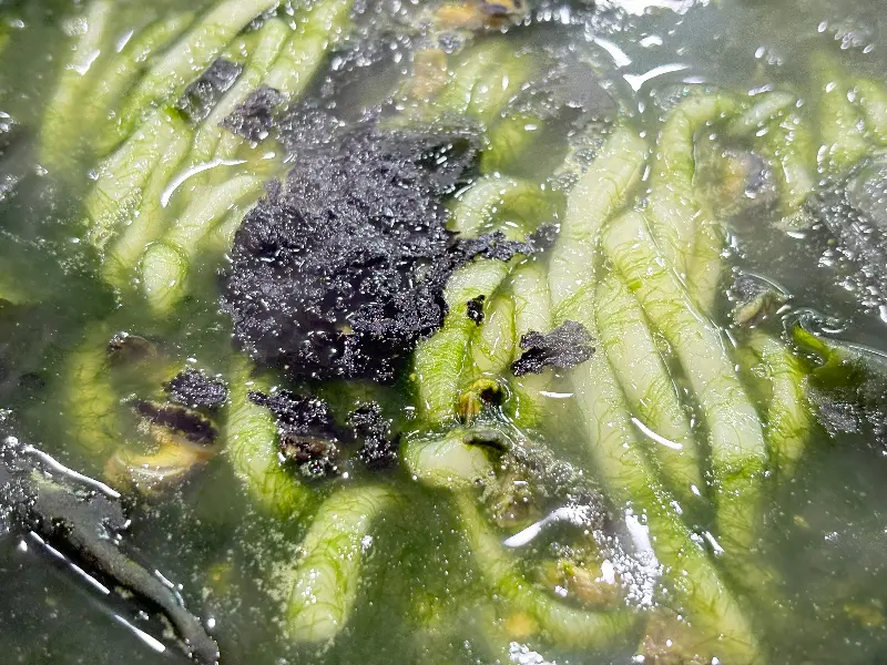 보말칼국수 전체 모습