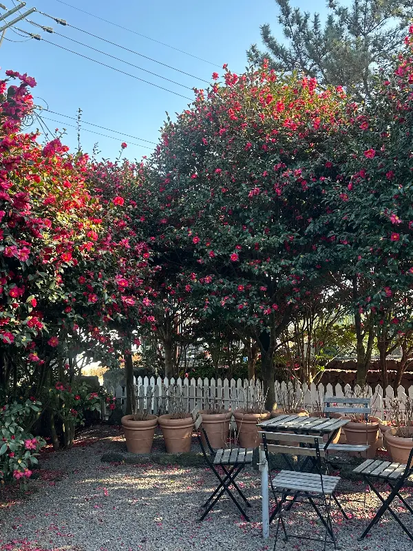 동백꽃으로 가득한 야외 테이블