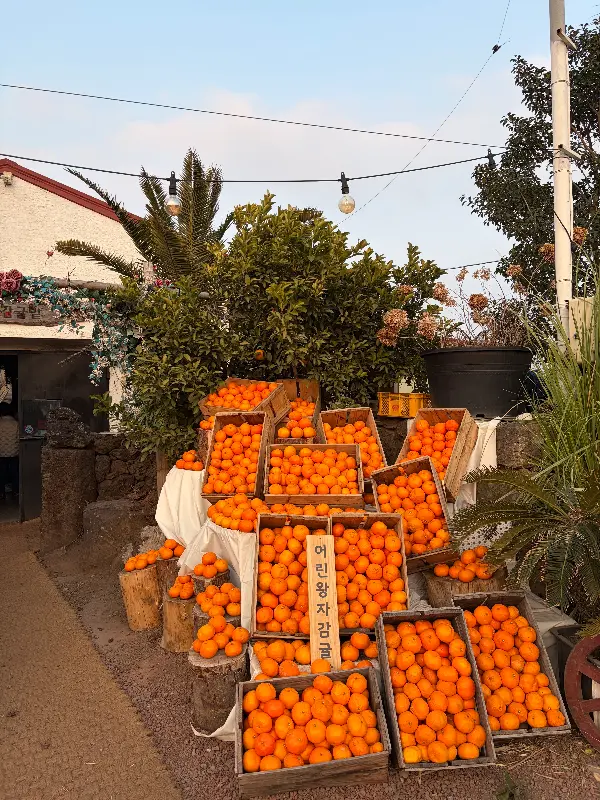 감귤밭 풍경