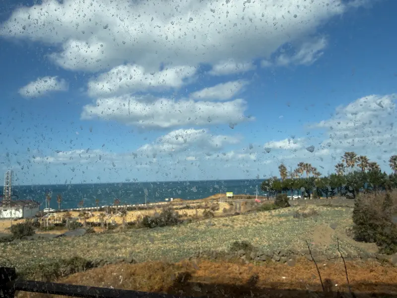 흑돼지 근접 사진