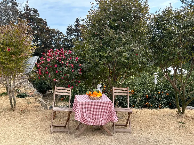 감귤밭의 테이블