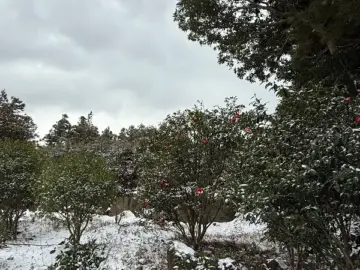 동백꽃 향기 가득한 제주, 앨리스케이커리에서 만난 인생 맛집 케이크