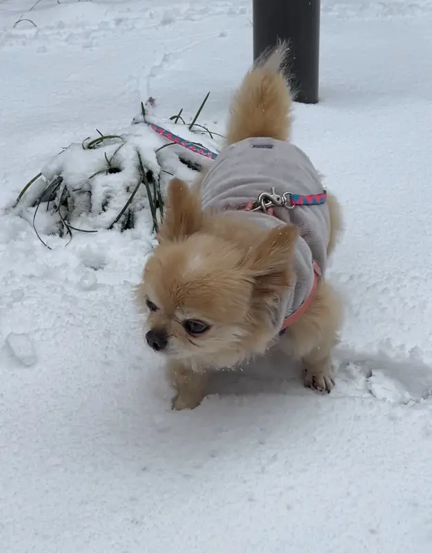 떨어진 동백꽃잎