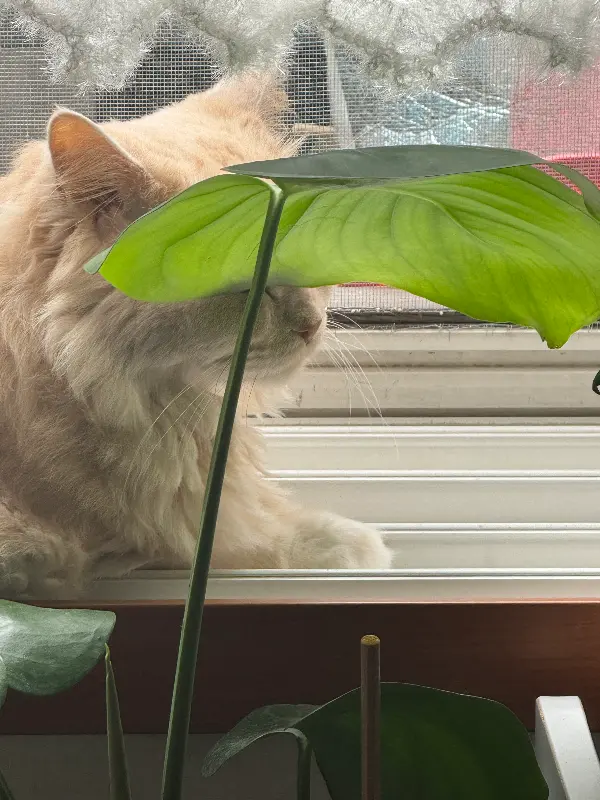 잘 구워진 흑돼지 오겹살