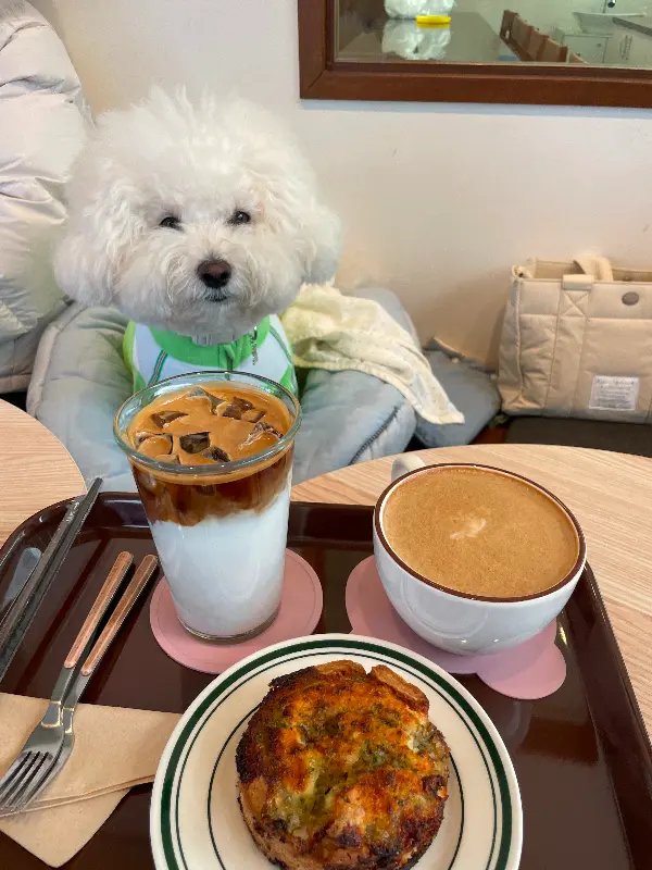 강아지와 함께 즐기는 커피