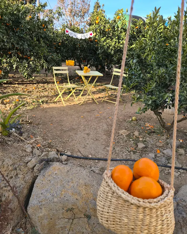 귤밭 풍경