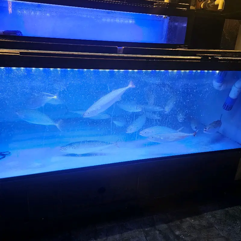 싱싱한 해산물이 가득한 수족관