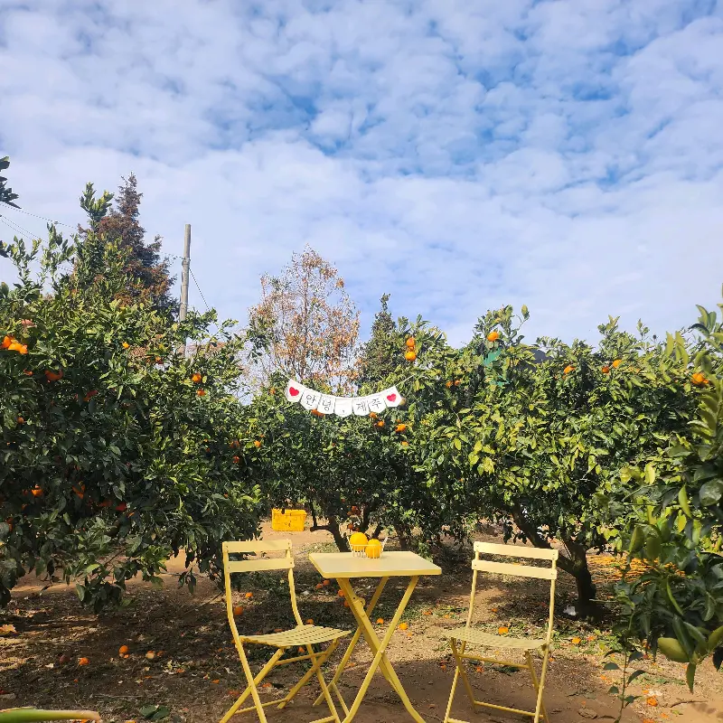 귤밭 포토존