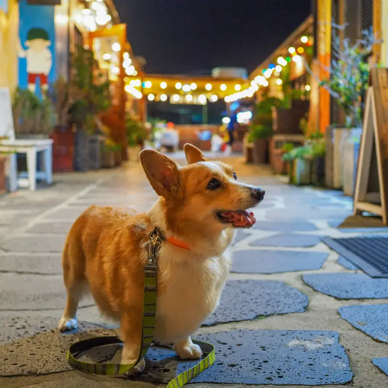 카페 앞에서 포즈를 취하고 있는 강아지