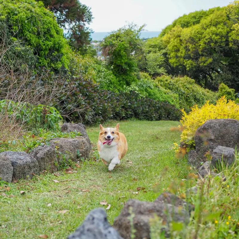 강아지가 잔디밭을 뛰어노는 사진