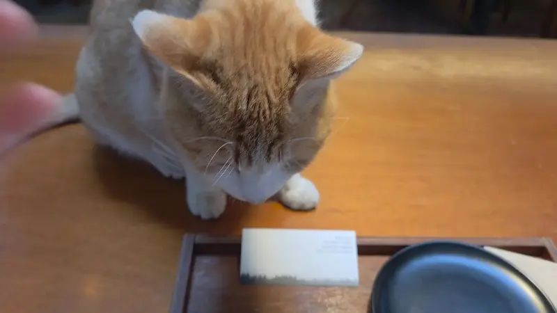 카페 마스코트 고양이