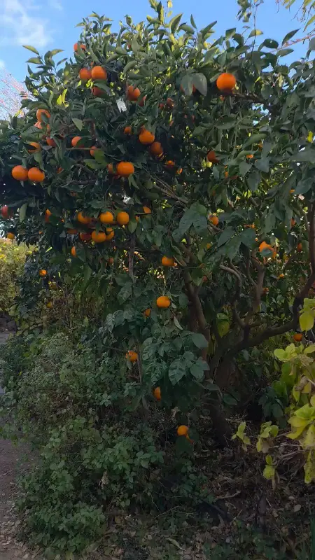 귤이 주렁주렁 열린 나무