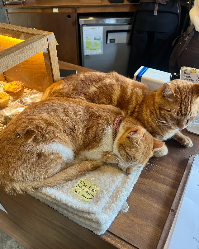 쇼케이스 위에서 잠든 고양이들