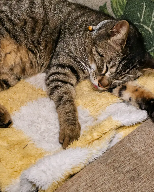 담요 위에서 잠든 고양이