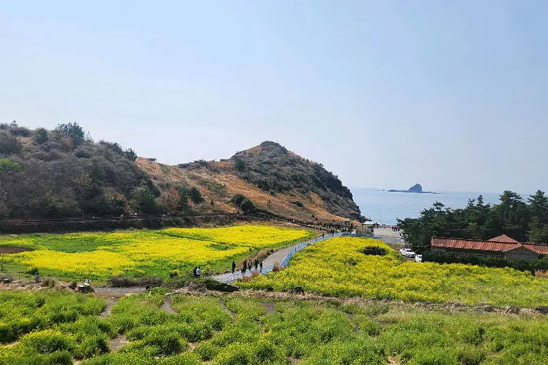 소색채본에서 바라본 유채꽃밭 전경