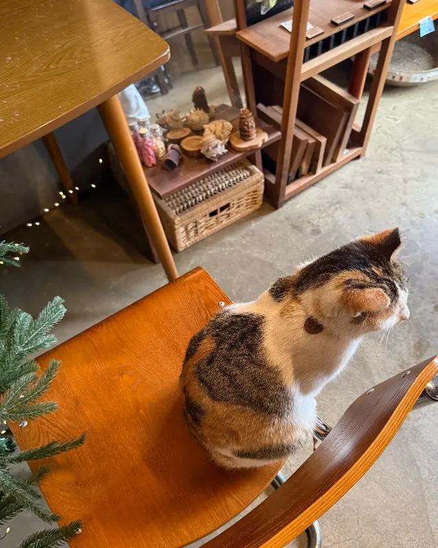 의자 위에서 잠든 고양이