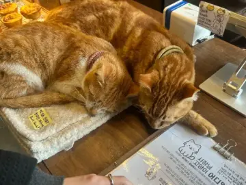 고양이와 커피, 힐링의 과학적 조합: 미르담에서 찾는 제주 맛집