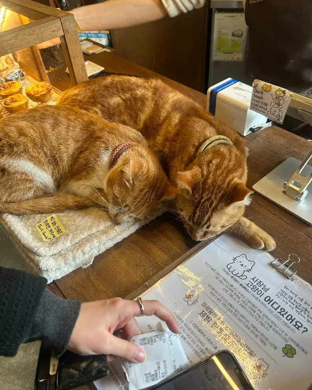 카운터 위에서 잠든 고양이들
