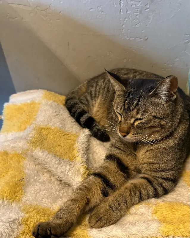 노란색 담요 위에서 잠든 고양이