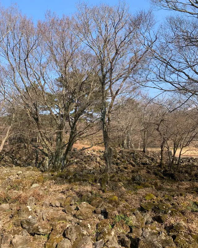 이끼 정원의 모습. 촉촉한 이끼와 나무들이 어우러져 신비로운 분위기를 자아낸다.
