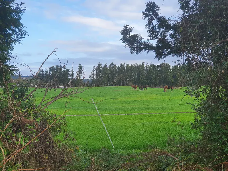 푸른 초원에서 한가롭게 풀을 뜯는 말들