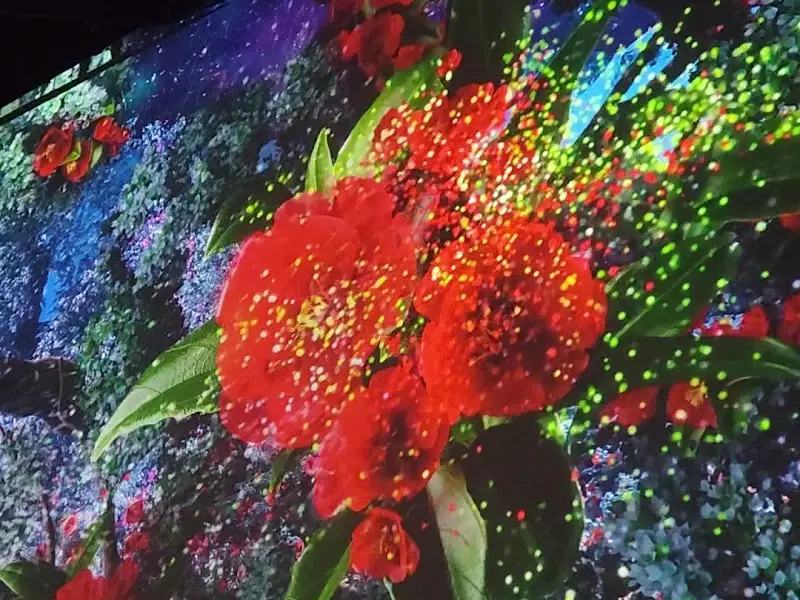 화려한 꽃의 향연