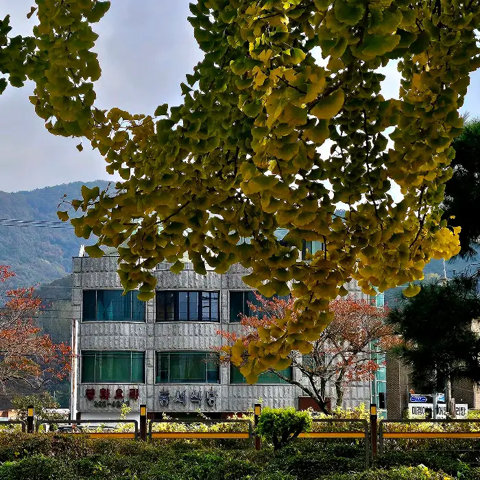 장성 동서식당 외관